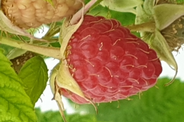 2019-08-30-18-22-3560DA798C-2044-0B95-E2A9-FBFE6C6D6ECD.jpg