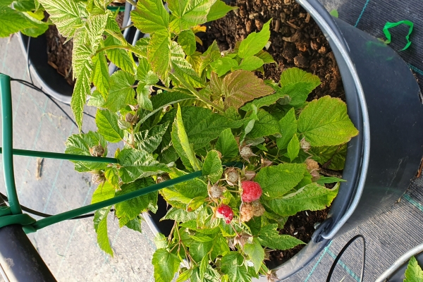 20190716-19004912D06538-2592-3A9D-4488-7D1CA548B9AF.jpg