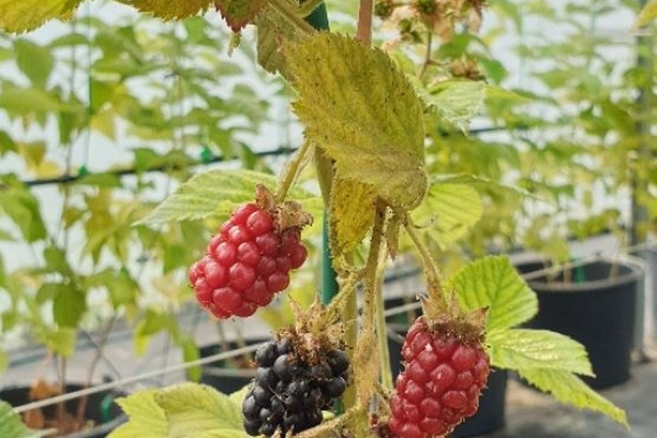 20DD150F54-4510-C73A-856C-AA33BE249856.jpg